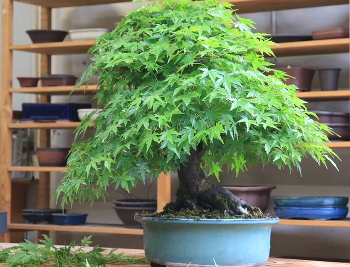 Maple Bonsai Tree